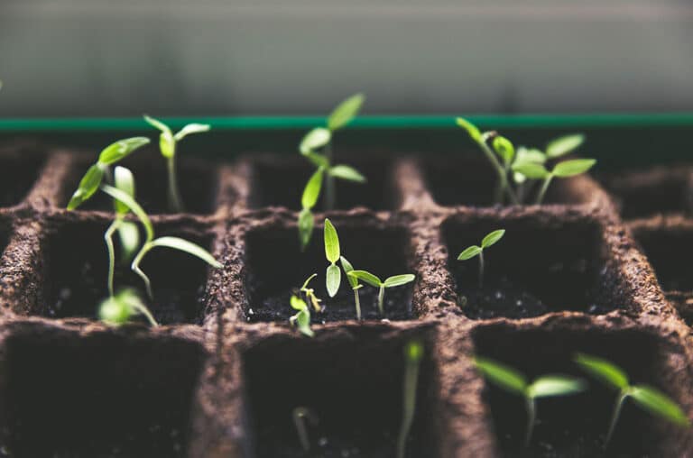 Three New Green Securities Issued In Busy Week Three New Green Securities Issued In Busy Week