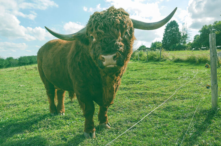 Five Reasons To Be Bullish On Local-Currency Emerging-Market Debt Five Reasons To Be Bullish On Local-Currency Emerging-Market Debt