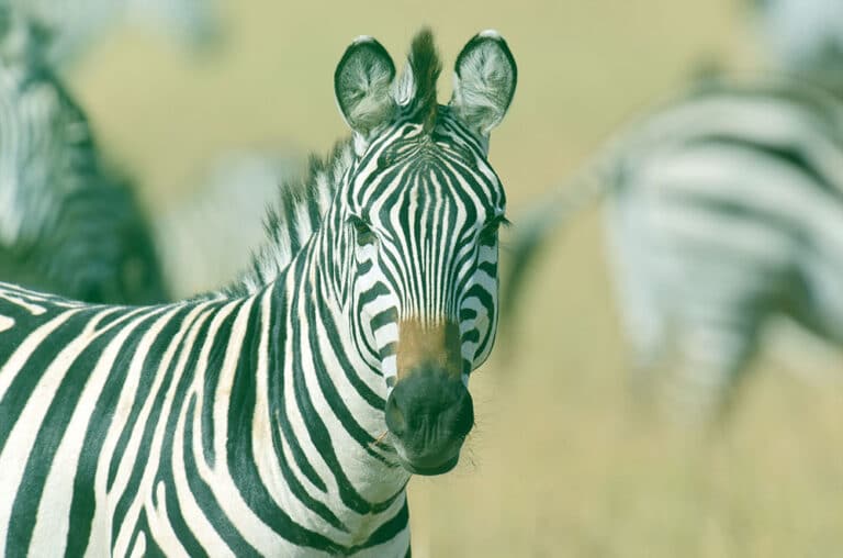 Metrics Credit Partners Acquires Investec Loan Book Metrics Credit Partners Acquires Investec Loan Book