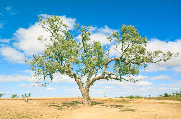 Coolabah Capital Investments Launches First Fund On Chi-X Australia Coolabah Capital Investments Launches First Fund On Chi-X Australia