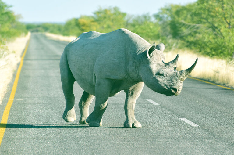 ‘Rhino Bond’ Launched To Save Endangered Species