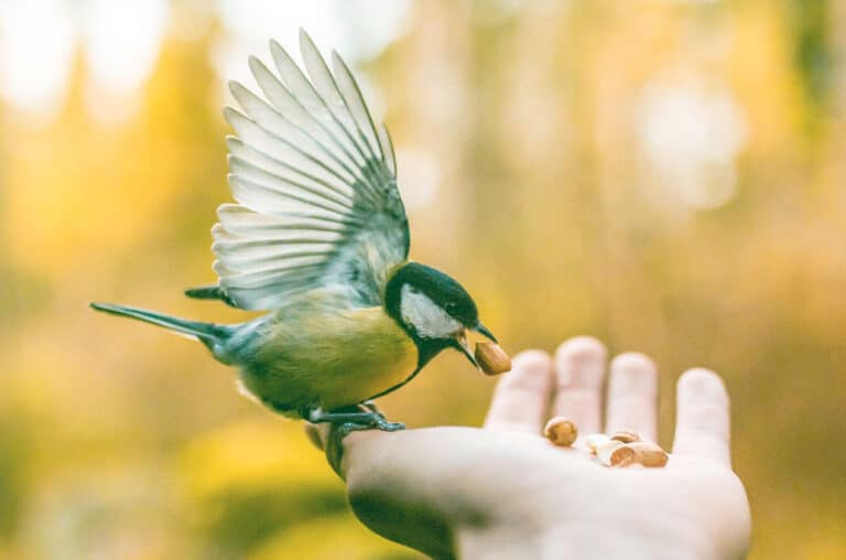 A Bird in the Hand Is Worth Two in the Bush