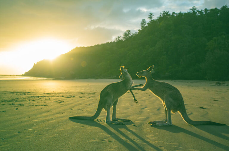 Australian Bonds A ‘Compelling’ Opportunity: Western Asset Australian Bonds A ‘Compelling’ Opportunity: Western Asset