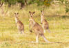 kangaroo bonds