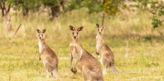 kangaroo bonds