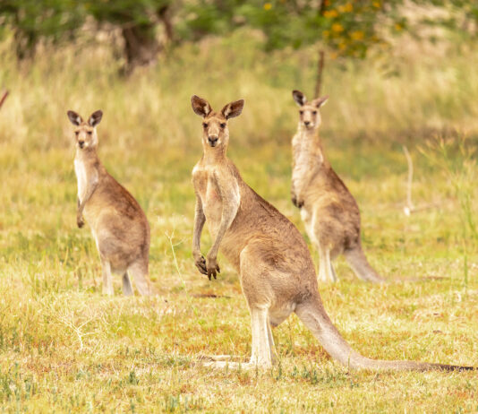 kangaroo bonds