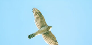 Fed hawks