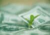 green bond issuance
