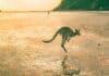 australia bond market