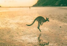 australia bond market