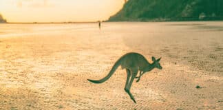 australia bond market