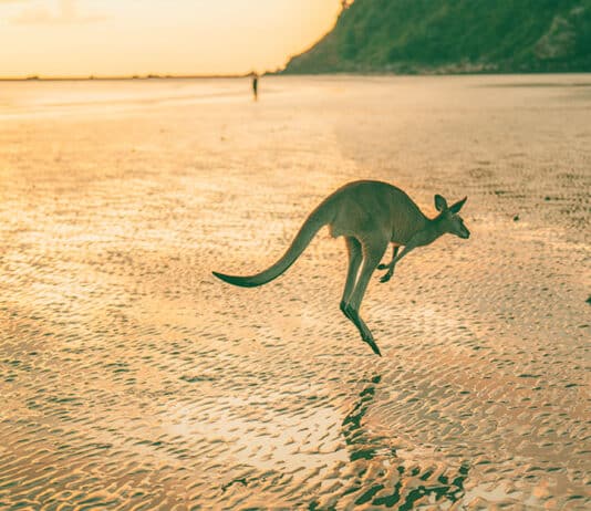 australia bond market