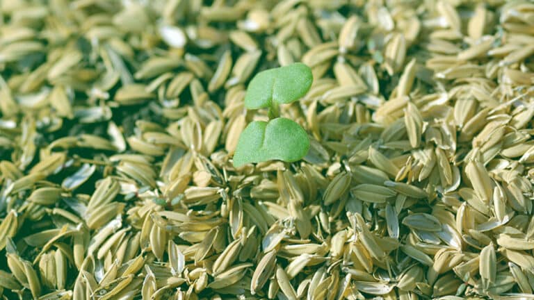 Seed Funds Management Launches First Actively Managed ETF