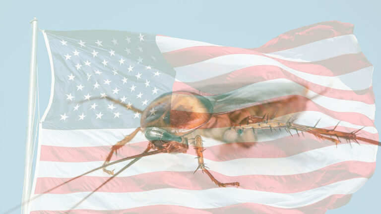 US Private Credit’s ‘Cockroaches’ Signal Superior Value Down Under