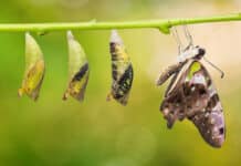 Betashares’ HBRD ETF is Changing