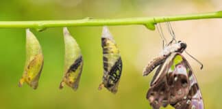 Betashares’ HBRD ETF is Changing