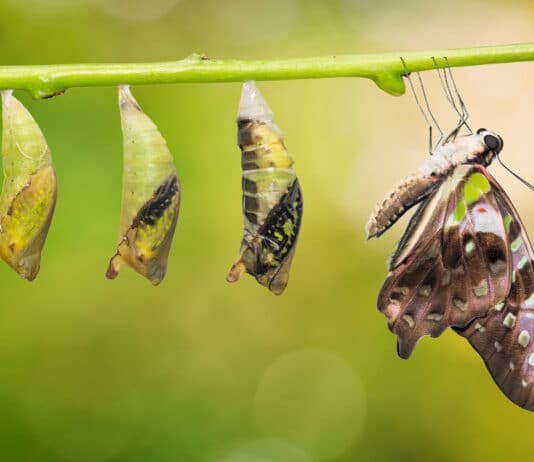 Betashares’ HBRD ETF is Changing