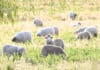 From Financial Alternatives to Biological Systems: A Shift in How Value is Created