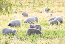 From Financial Alternatives to Biological Systems: A Shift in How Value is Created