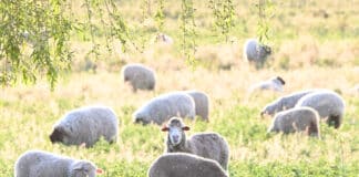 From Financial Alternatives to Biological Systems: A Shift in How Value is Created