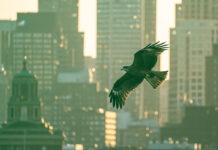 ECB: A Hawkish Hold