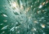 Rising Dispersion Broadens the Private Credit Opportunity Set